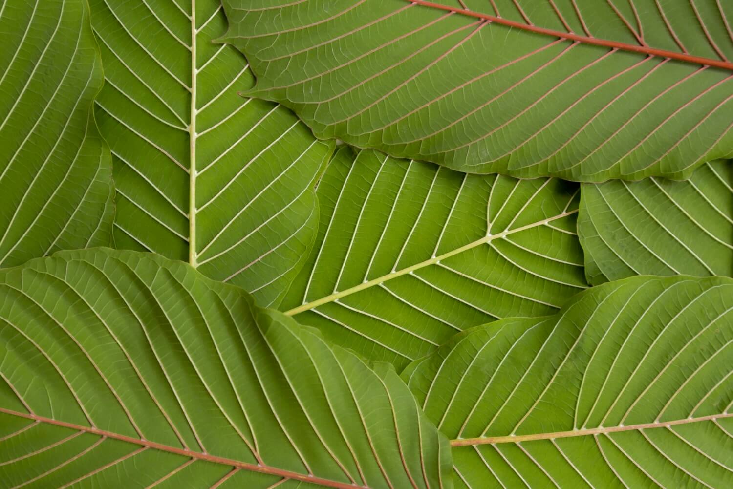 Fresh Kratom leaves