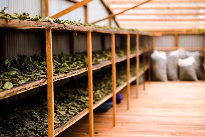 The drying process of Kratom leaves in Indonesia