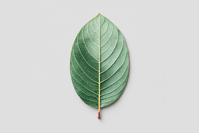 Nakupte kratomové alternativy od bigtrea