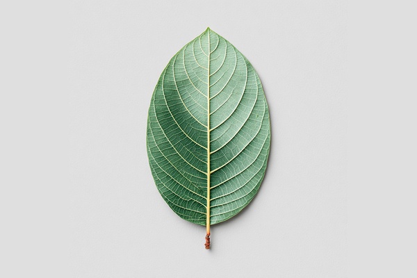 Buy kratom alterantives from bigtrea